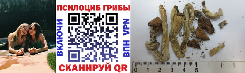 Псилоцибиновые грибы Cubensis  Вытегра 